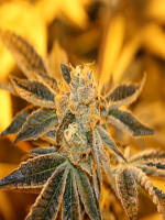 Purple Caper Seeds Sherbert BX Regular