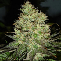 Black Skull Seeds Jack Herer Feminized