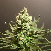 Pot Valley Seeds Grand Exodus Feminized