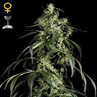 Green House Seeds Arjans Haze #1 Feminised