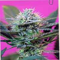 Sweet Seeds + Speed Auto Feminized