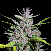 Honduras x Panama - Regular - Ace Seeds