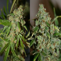 Connoisseur Genetics Seeds Grateful Casey Feminized