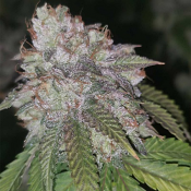 Runtzosa - Feminized - Pheno Finder Seeds