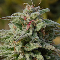 Big Head Seeds Trippy Gorilla Auto Feminized