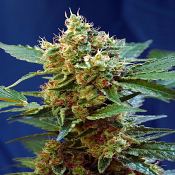 Cream Mandarine XL Auto - Feminized - Sweet Seeds