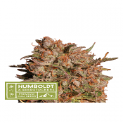 Superior Apollo Black Cherry Auto - Feminized - Seedstockers