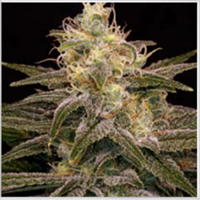 BlimBurn Seeds Chemdog #4 Feminized 