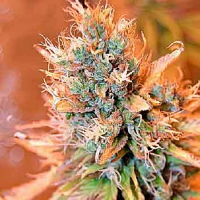 Spliff Seeds Blue Medi Kush Feminised (Gold)