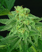 Critical Mass Collective Seeds Super Mutant Mass Feminized