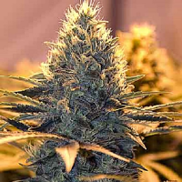 Spliff Seeds Spliff Stilton Feminised (Gold)
