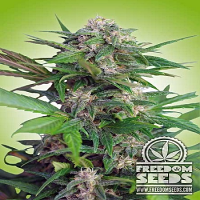Freedom Seeds Big Easy Auto Feminised