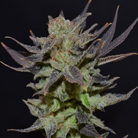 CBD Seeds Auto Lavender Feminised
