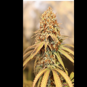 Pineapple Gummy - Feminized - Trichome Jungle Seeds