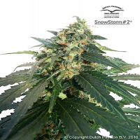 Dutch Passion Seeds SnowStrom #3 Auto Feminized