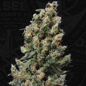 Kushage - Regular - T.H.Seeds