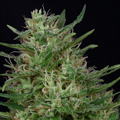 Don Green Crack - Feminized - Don Avalanche Seeds