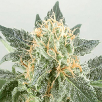 De Sjamaan Seeds Widow Ryder Auto Feminised