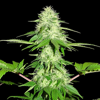 Sumo Seeds Appleberry Feminized