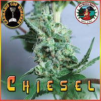 Big Buddha Seeds Chiesel Feminized