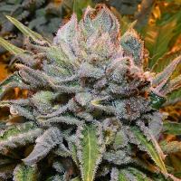 Bulk Seeds Black Domina x Top 44 Feminised
