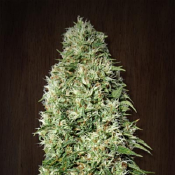 Orient Express - Regular - Ace Seeds