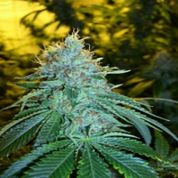 Reserva Privada Seeds The OG #18 Feminised