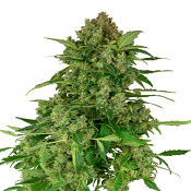 Black Lights CBD Auto - Feminized - Sensi Seeds Research