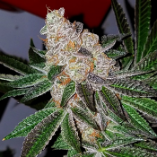 Heat Wave - Regular - Archive Seedbank