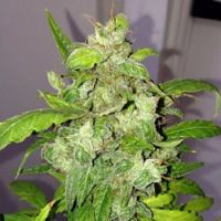 Pheno Finder Seeds Auto Lemon Bubble Feminized
