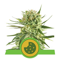 Royal Cookies Automatic – Feminized – Royal Queen Seeds