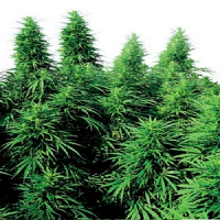 Ruderalis Skunk – Regular – Sensi Seeds