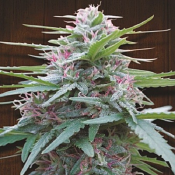 Panama - Regular - Ace Seeds