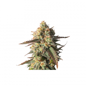 Strawberry Chemdawg OG - Feminized - Super Sativa Seed Club