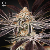 Dark Phoenix - Feminized - Green House Seeds