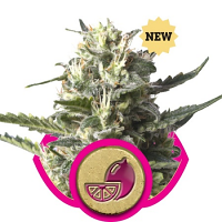 Lemon Shining Silver Haze – Feminized – Royal Queen Seeds