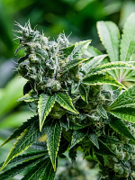 Eden CBD - Feminized - Super Strains