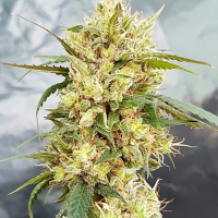 Bulk Exclusive Seeds Sour Tangie Feminized