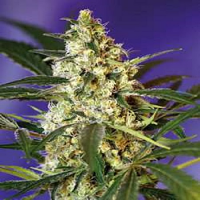Sweet Seeds Fast Bud Auto Feminized