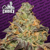 Blue Kush Berry - Feminized - Chong's Choice - Paradise Seeds