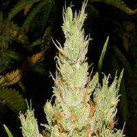 Lady Sativa Genetics Seeds KnightsBridge OZ Regular