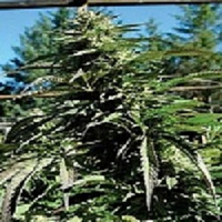 Emerald Triangle Seeds Blueberry Headband Regular