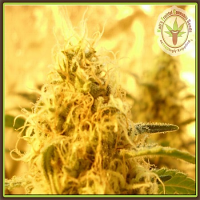 Dr Krippling Seeds Mango Mist Shake Feminized