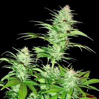Sumo Seeds Critical Chronic Feminized