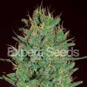 Amnesia Haze – Feminized – Expert Seeds
