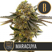 Nikki & Swammi's Maracuya - Feminized - BlimBurn Seeds