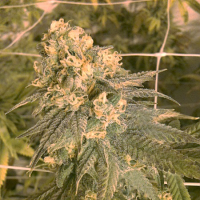 Cali Connection Seeds Mint Milano (The Gold Line) Feminized