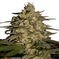 Seedmakers Seeds Silver Jack Feminized