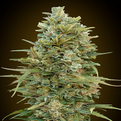 Auto Do-Si-Dos Cookies - Feminized - OO Seeds