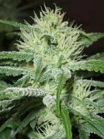 Female Seeds Auto Speed Bud Feminized